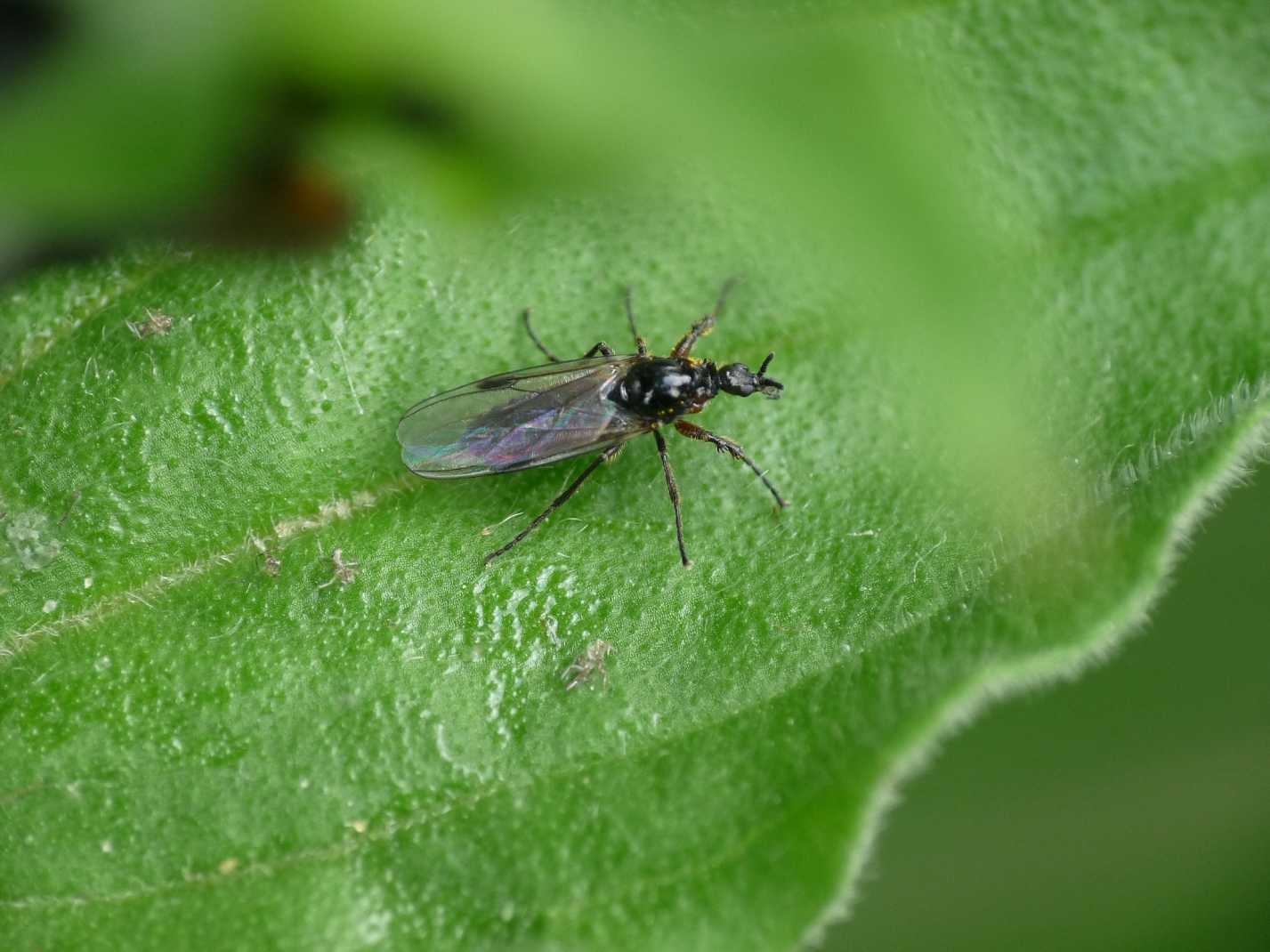 Piccoli Bibionidae: Dilophus cf. femoratus M e F
